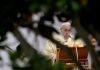 pope-francis:-care-for-creation-is-one-of-the-‘great-moral-issues-of-our-time’