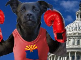 polls-predict-‘dogfight’-for-az-senate-seat