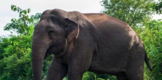 despite-church-warnings,-tigers-and-elephants-threaten-lives-in-kerala,-india